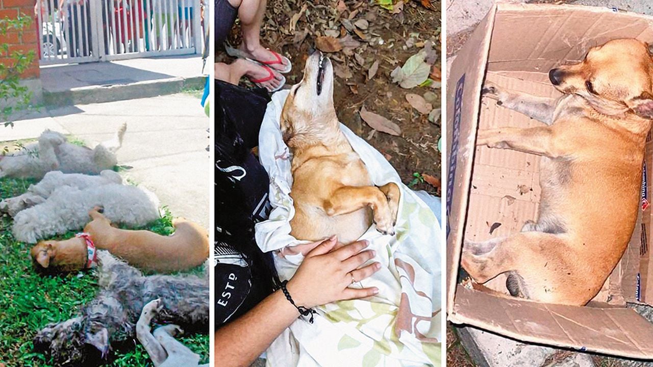    Estos son algunos de los perritos envenenados en Bucaramanga. Presentan el mismo cuadro traumático antes de fallecer. La comunidad pide justicia. 