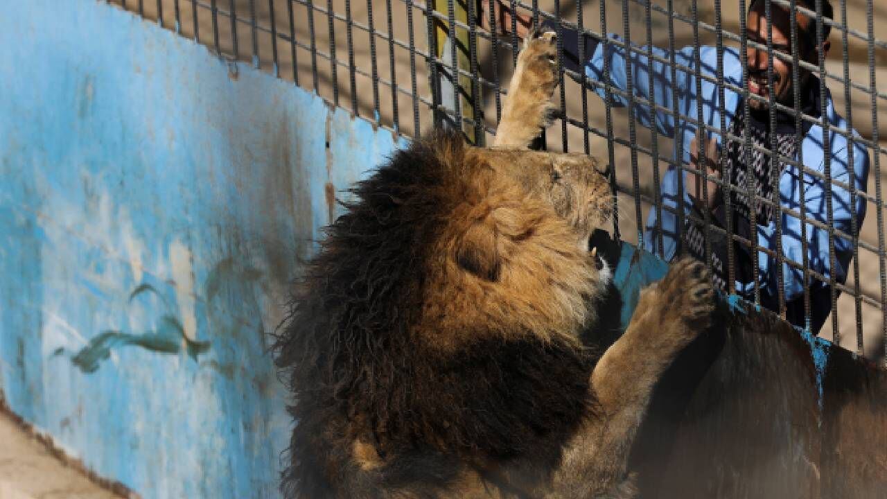Un león reacciona cuando el cuidador del zoológico se burla de él (imagen de referencia).