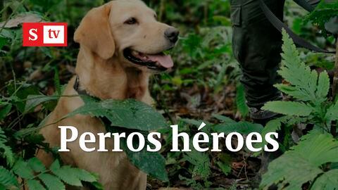 "Sólo sentía el olor a pólvora": Así murió Kael, perro héroe Antinarcóticos | Semana Noticias