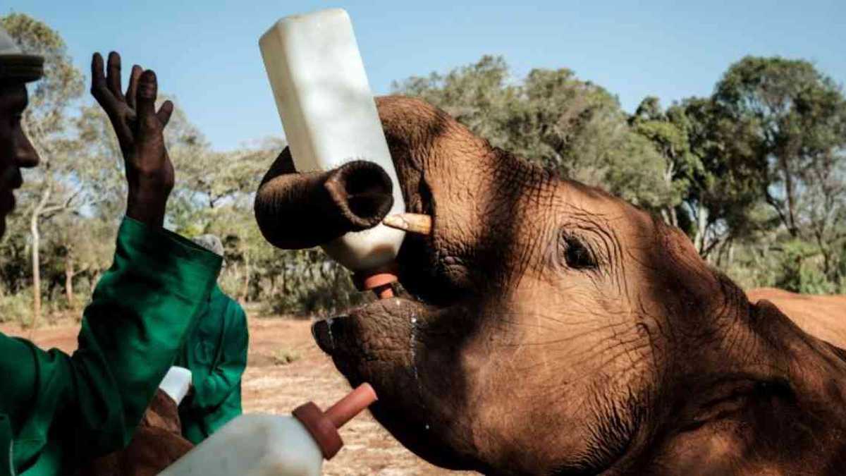 En biberones gigantes le es suministrada leche a los bebé elefante en el orfanato situado en Nairobi. Foto: Yasuyoshi Chiba/AFP