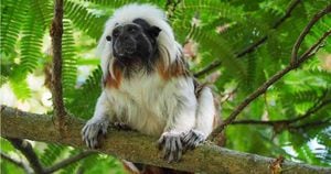 El tití cabeciblanco es un primate único del Caribe colombiano que está catalogado en peligro crítico de extinción. Foto: John Jairo Bernal Ibáñez.