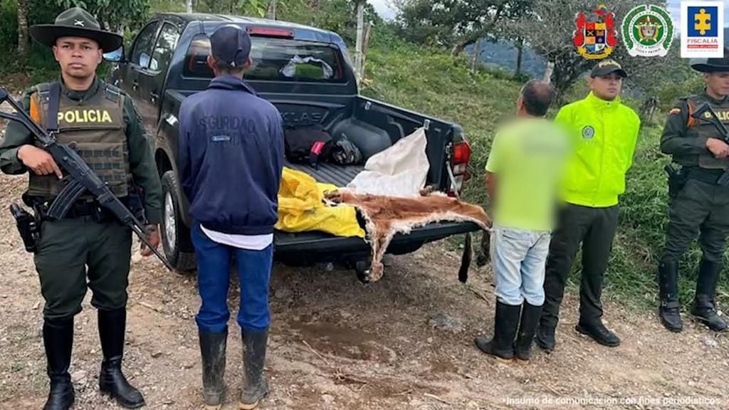 Asesinos de un puma en Valle del Cauca fueron judicializados por la Fiscalía. Tenían la piel del animal en “proceso de secado”