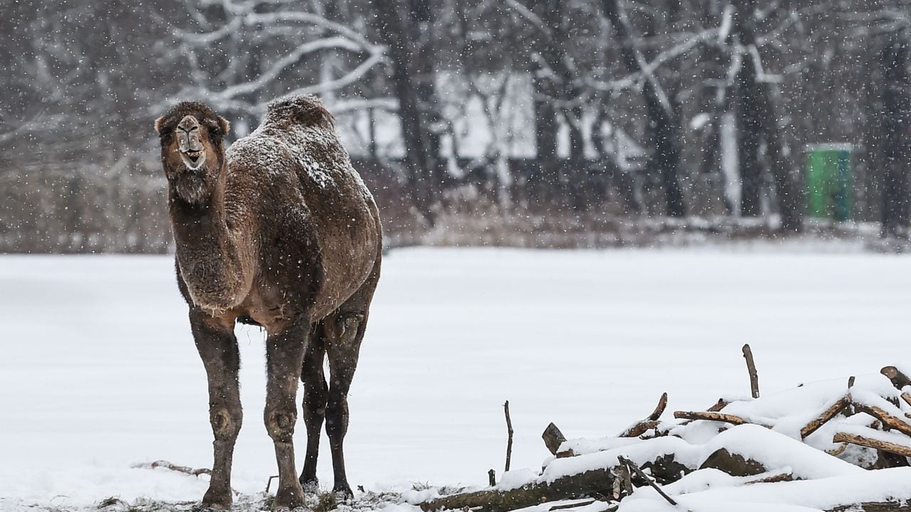 Los camellos están acostumbrados a resistir temperaturas extremas.