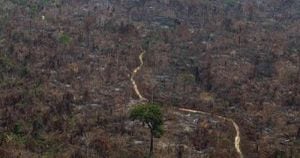 Así lucen partes de la Amazonia brasileña luego de los incendios. Foto: Greenpeace