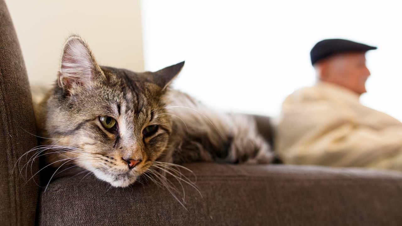 Handsome male Maine Coon breed cat in a home setting with an elderly adult in the background