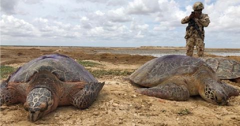 Tortugas incautadas en La Guajira