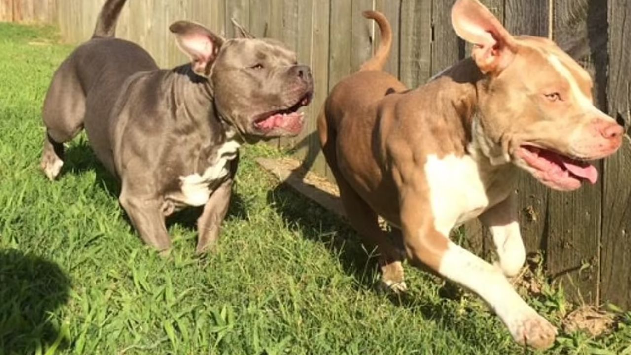 Dos perros de raza pitbull fueron sacrificados, luego de asesinar a dos menores de edad, en Estados Unidos.