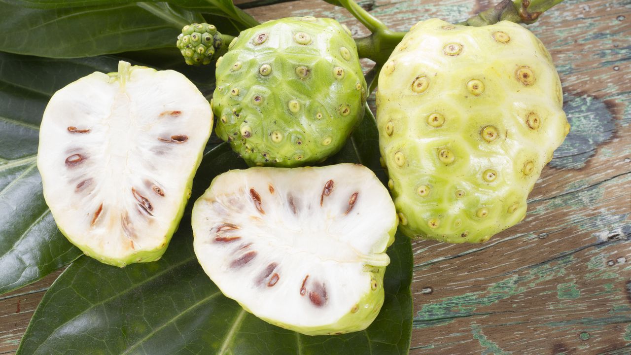 La fruta noni cuyo nombre científico es Morinda citrifolia es originaria del Sudeste de Asía, Indonesia y Polinesia