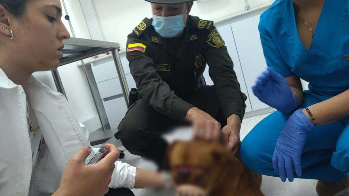 Policía atendió dos casos de maltrato animal en Medellín.