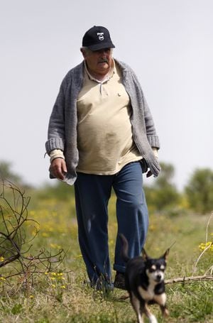 Manuela, la fiel compañera del exmandatario Pepe Mujica, tiene solo tres patas debido a un accidente de auto. En todas las entrevistas y reuniones del uruguayo, ella es la estrella. 
