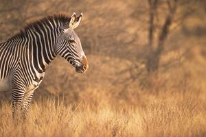Grevy's zebra on alert Equus grevyi, Samburu National Reserve, Kenya