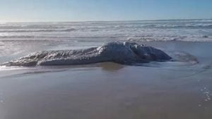 Científicos desconcertados ante extraño animal muerto en las playas de Óregon. Imagen de video de facebook publicado por Merica Lynn