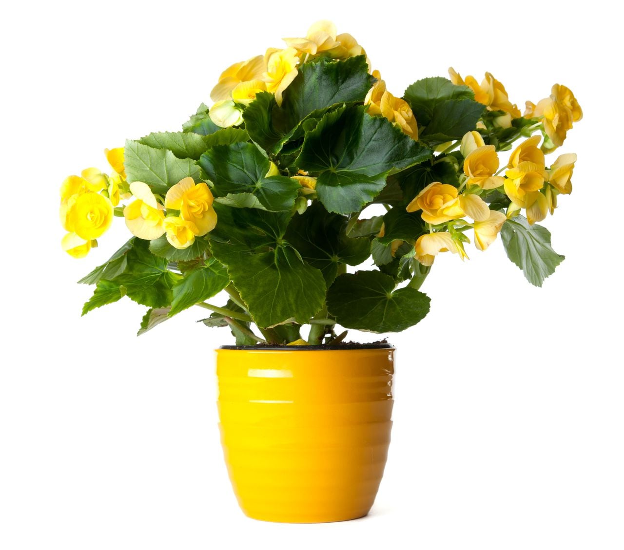 Regalar flores amarillas el 21 de marzo como inicio de una etapa feliz
