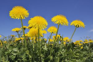 El diente de león es una hierba diurética, digestiva y protectora hepática.