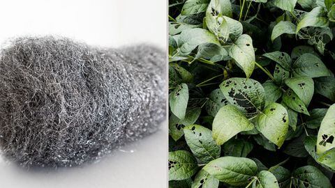 Las esponjas de acero pueden ayudar a mantener en perfectas condiciones tus plantas