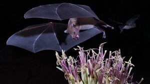 Los murciélagos tienen un papel fundamental en la polinización.