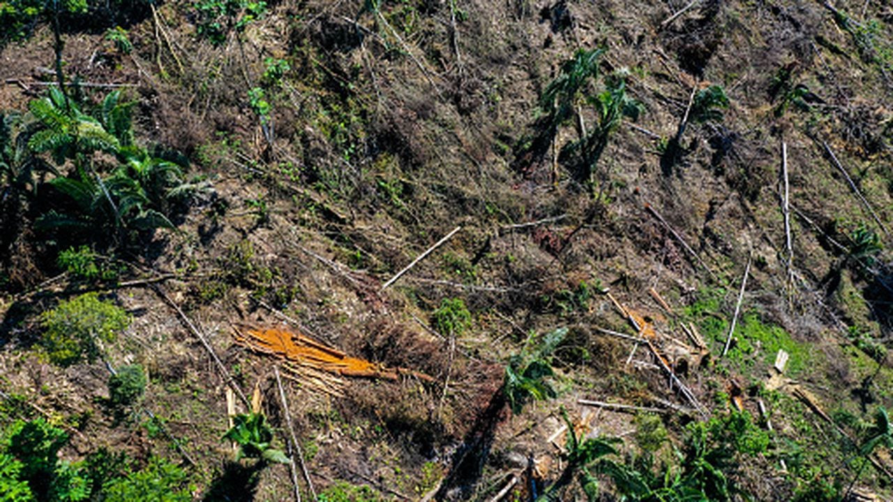 La deforestación en la Amazonía brasileña marcó un récord para febrero, segundo mes del Gobierno del presidente Luiz Inácio Lula da Silva,