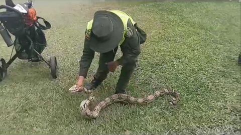 Comunidad de Cali se siente segura gracias al rescate de una boa constrictor por parte de la Policía Nacional.