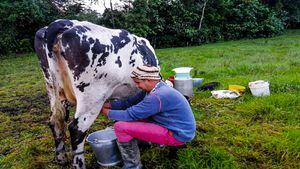 Cada mañana Fabio se levanta con la ilusión de ordeñar sus 8 vacas y revisar sus cultivos, esa es su verdadera pasión.