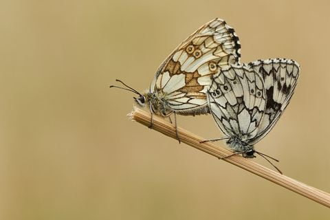 Las mariposas son símbolo de cambio.
