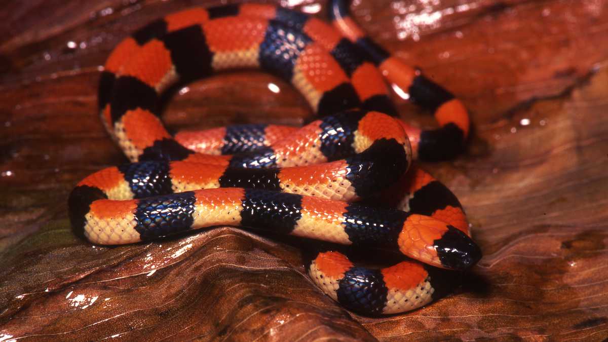 Cuando Manuel Renjifo descrubrió la serpiente coral en Córdoba le dio el nombre de su hija: Micrurus camilae.