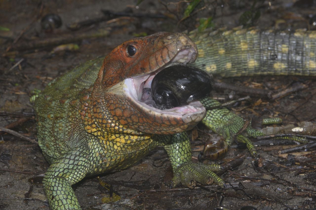 Lagarto caimán o iguana acbeza roja (Dracena guianensis), Leticia, Amazonas.