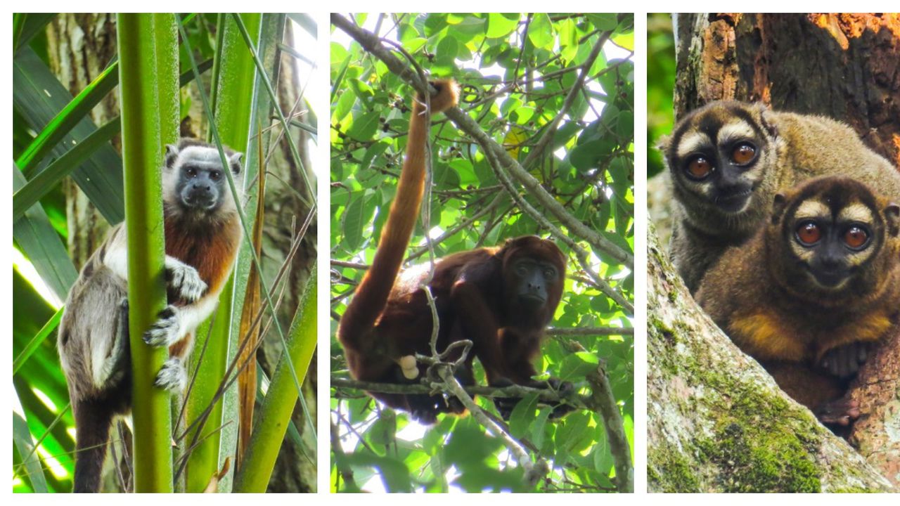 Primates registrados en Ciénaga de la Tortuga en Caldas