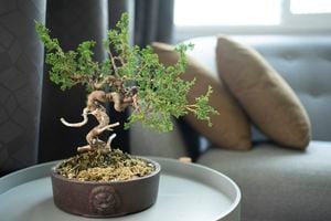 Para el Feng Shui las personas no deberían tener bonsáis en la casa.