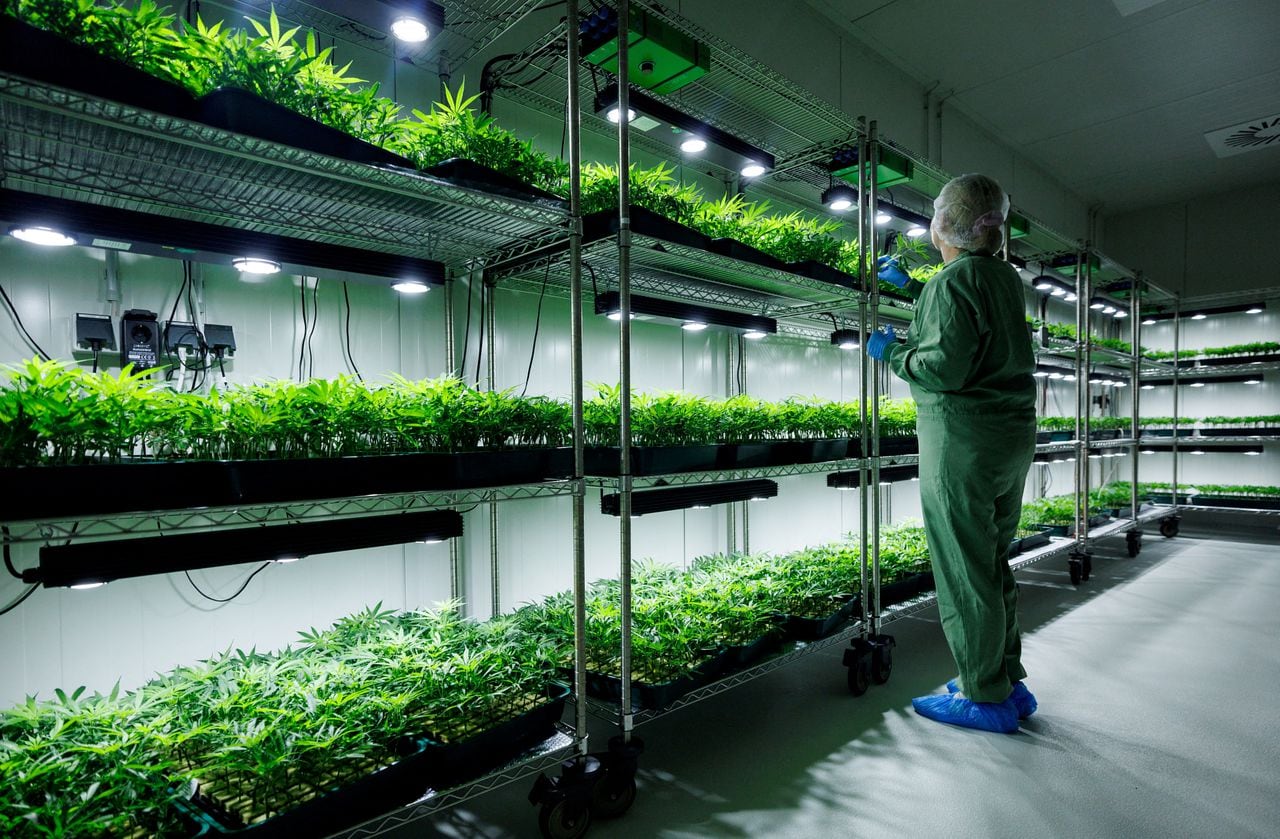 Un empleado de Aurora Deutschland GmbH, un fabricante de productos de cannabis medicinal, en la planta de cannabis en la sala de clonación en Leuna, Alemania, el 11 de septiembre de 2023.