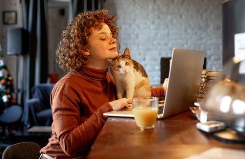 Los gatos se hacen en los computadores para llamar la atención de sus dueños
