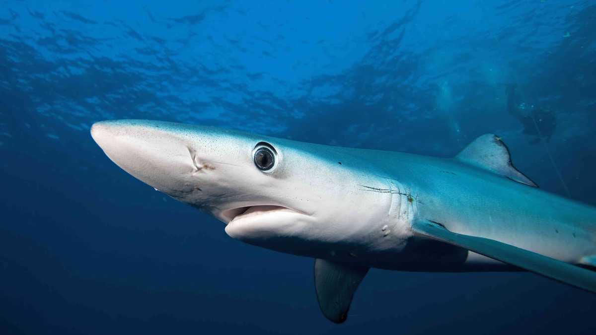 La sobrepesca es una de las principales amenazas de los tiburones. Foto: Martin Prochazkacz