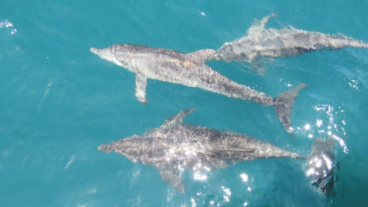 Avistamiento de delfines en Santa Marta.