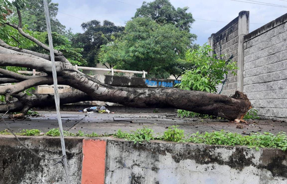 Las lluvias dejaron árboles caídos e inundaciones en Cartagena.