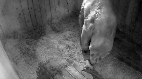 Nacimiento de oso polar en zoológico de Rusia