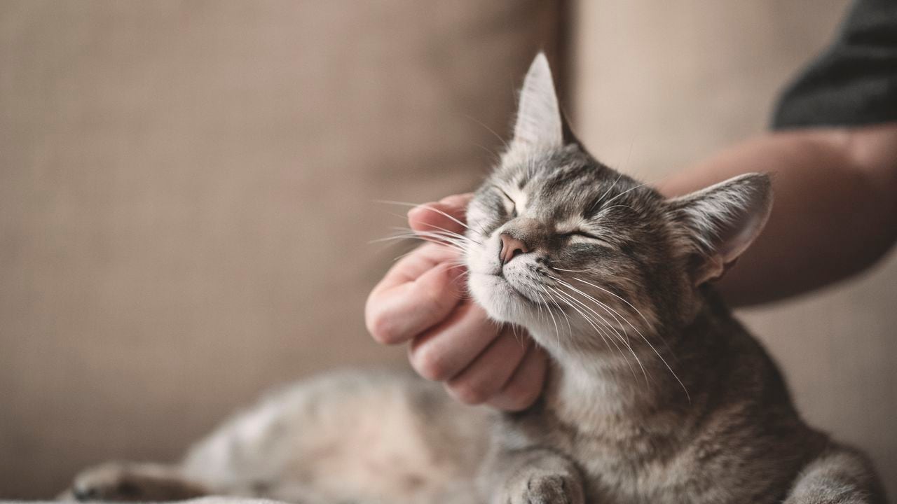Gato rayado gris con mano de mujer sobre un fondo marrón. Día mundial de las mascotas. Gato consentido.