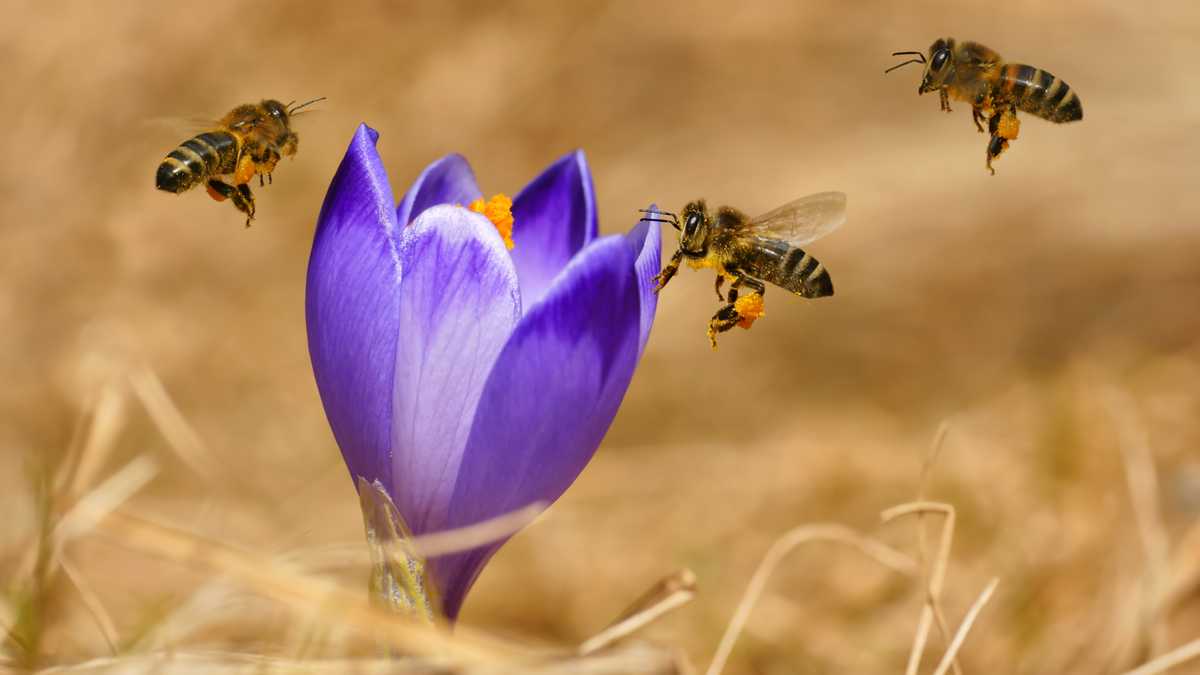 Hasta la apitoxina, el veneno secretado por las obreras de varias especies de abejas, es útil: se puede utilizar para aliviar el dolor en enfermedades como artritis, esclerosis, lupus y psoriasis entre otras, según el apicultor y educador Jorge Tello, conocido como Dr. Bee.