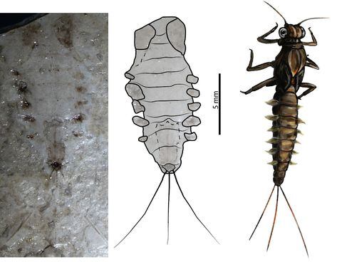 Paleontólogos de la Universidad del Rosario encontraron fósiles de insectos de hace 100 millones de años en La Calera