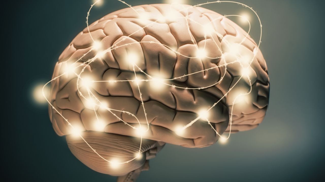 Cerebro - inteligencia