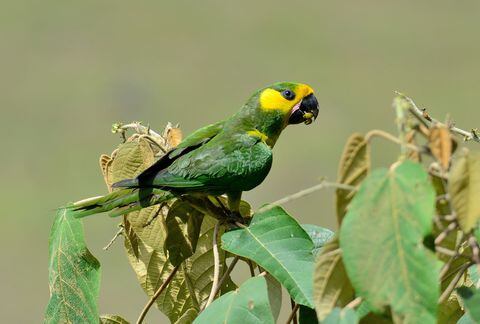 La entidad busca la recuperación de especies en vía de extinción, como el loro orejiamarillo.