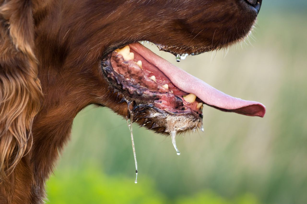 saliva de perro