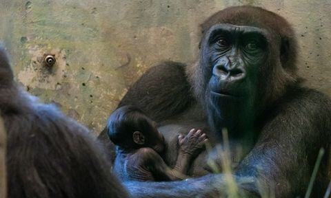 Cuidadores creían que ella era un macho, pero los sorprendió dando a luz.