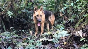 La Corporación Autónoma Regional del Alto Magdalena (CAM), indicó que los perros abandonados están tomando comportamientos silvestres.