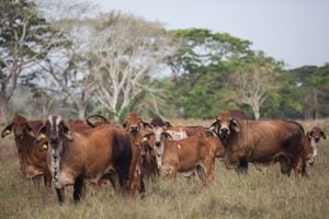 La carrera hacia la ganadería sostenible en tierras cordobesas se está impulsando desde organizaciones públicas y privadas.