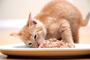 El pescado fresco, rico en proteínas y ácidos grasos omega-3, es considerado un manjar irresistible para muchos gatos, sugieren estudios recientes sobre nutrición felina.