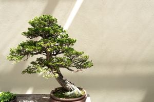Crear y cuidar bonsáis como un verdadero experto para tener un regalo único.