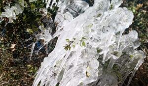 Las heladas en Santander y Norte de Santander han afectado a estos cultivos generando dificultades durante esta época a los campesinos