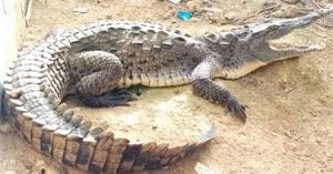 El animal vivía en un zoocriadero en la cuenca del río Magdalena. Foto: Coralina | increíble, caimán aguja nadó 700 kilómetros para ser libre | Noticias hoy