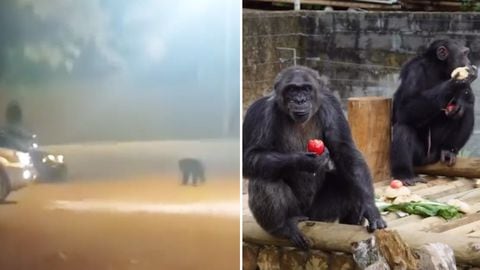 Ambos chimpancés fueron grabados recorriendo las calles, luego de que se escaparan del Bioparque Ukumarí.