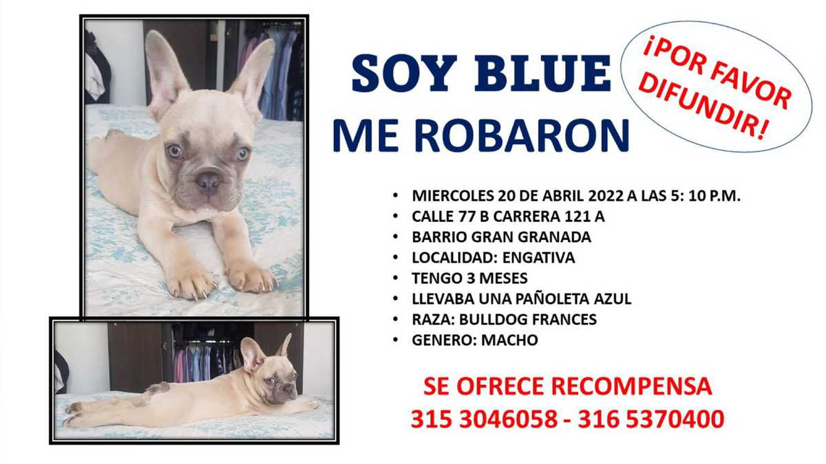 La familia de Blue, el bulldog francés que se robaron en Bogotá, ofrece recompensa por información de su paradero.