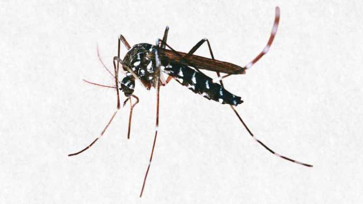 El ‘Aedes aegypti’ es el mosquito responsable de la transmisión de los virus del dengue, el chicungunya y el Zika.